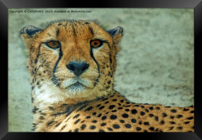 CHEETAH STARE Framed Print by CATSPAWS 