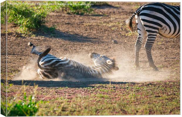 Zebra having a dust-bath Canvas Print by Howard Kennedy