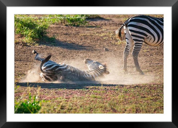 Zebra having a dust-bath Framed Mounted Print by Howard Kennedy