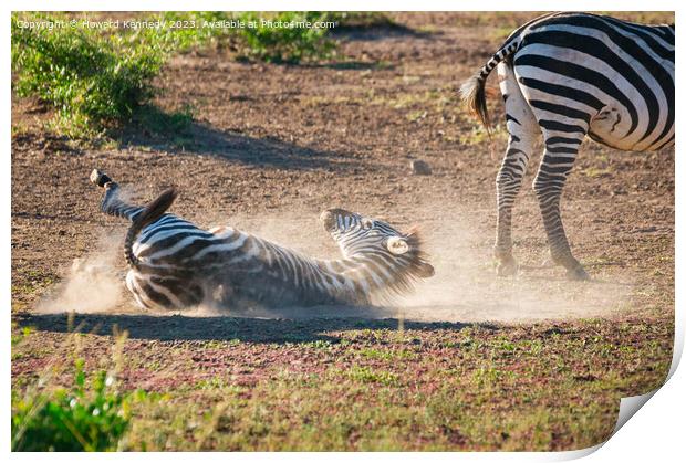 Zebra having a dust-bath Print by Howard Kennedy