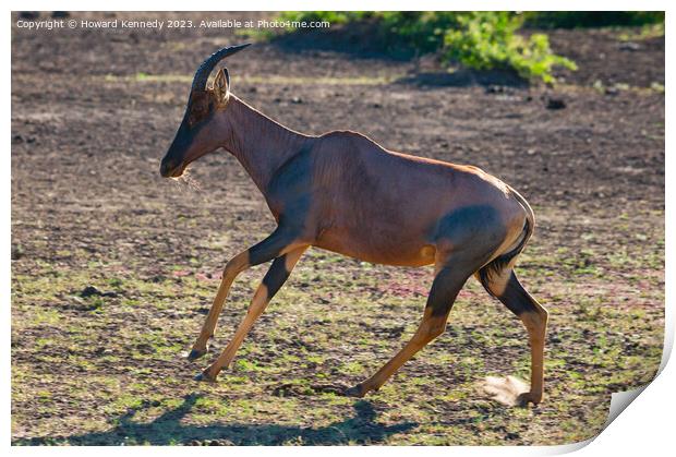 Topi in Masai Mara Print by Howard Kennedy