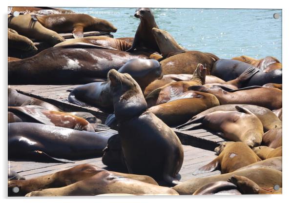 Seals in pier 39 in San Francisco Acrylic by Arun 