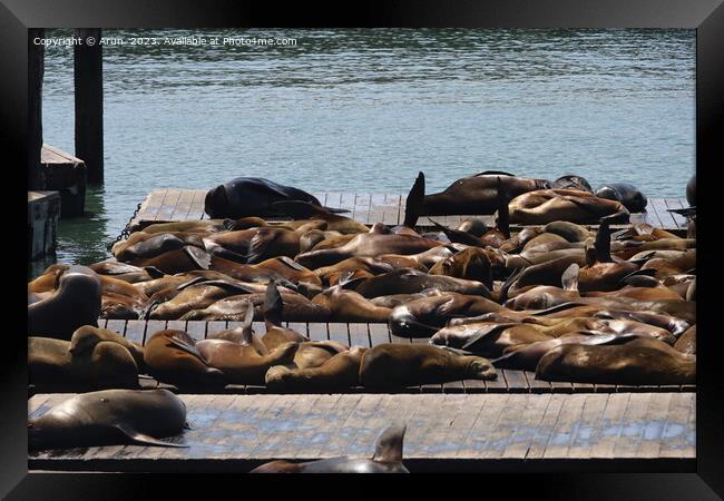 Seals in pier 39 in San Francisco Framed Print by Arun 