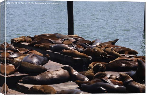 Seals in pier 39 in San Francisco Canvas Print by Arun 