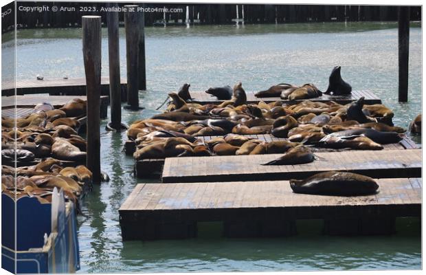 Seals in pier 39 in San Francisco Canvas Print by Arun 