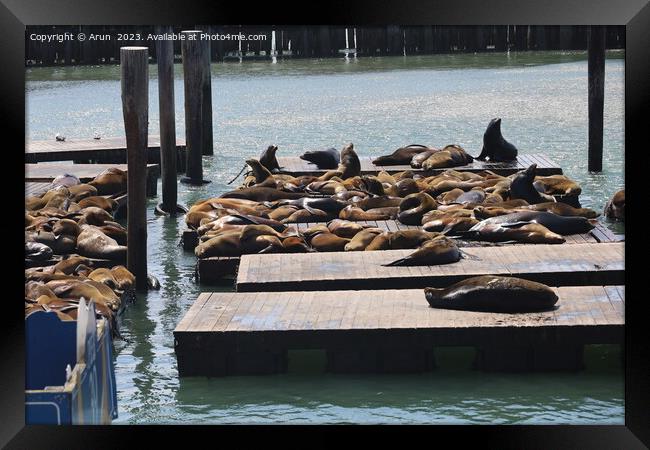 Seals in pier 39 in San Francisco Framed Print by Arun 