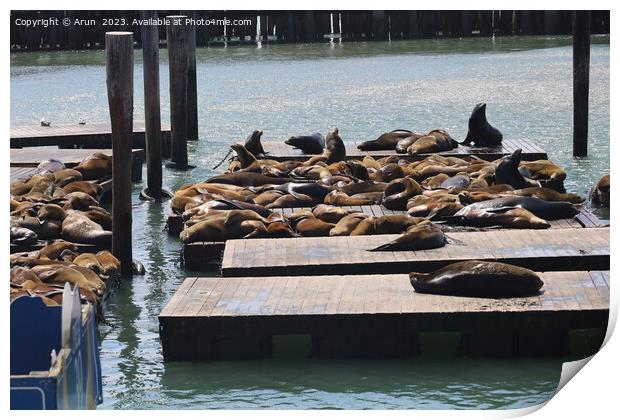 Seals in pier 39 in San Francisco Print by Arun 