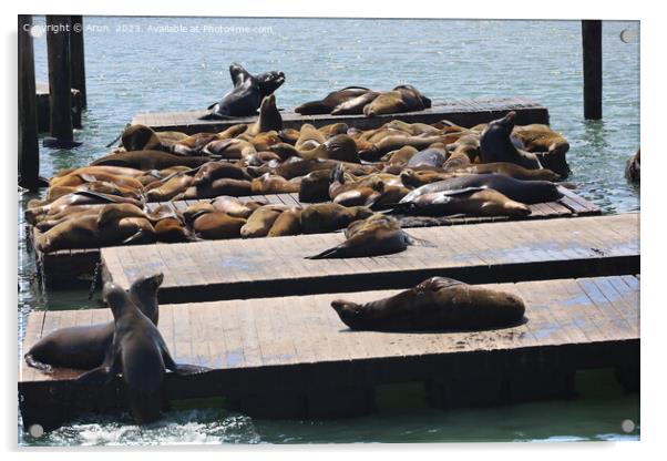 Seals in pier 39 in San Francisco Acrylic by Arun 