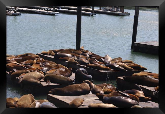 Seals in pier 39 in San Francisco Framed Print by Arun 
