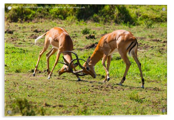 Male Impala fighting Acrylic by Howard Kennedy