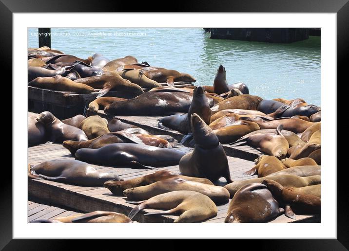 Seals in pier 39 in San Francisco Framed Mounted Print by Arun 