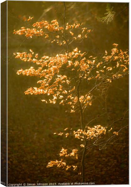 sunlit autumnal leaves Canvas Print by Simon Johnson