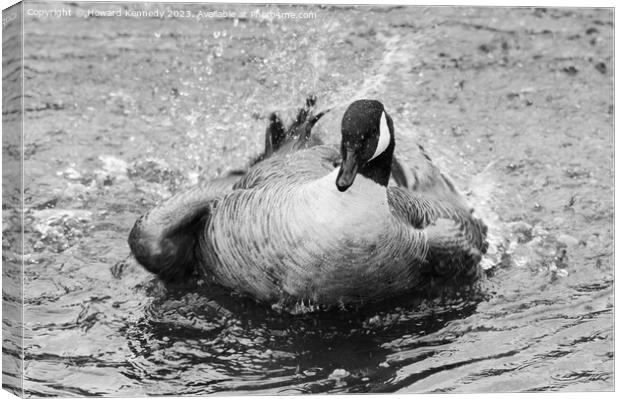 Canada Goose bathing in Black and White Canvas Print by Howard Kennedy