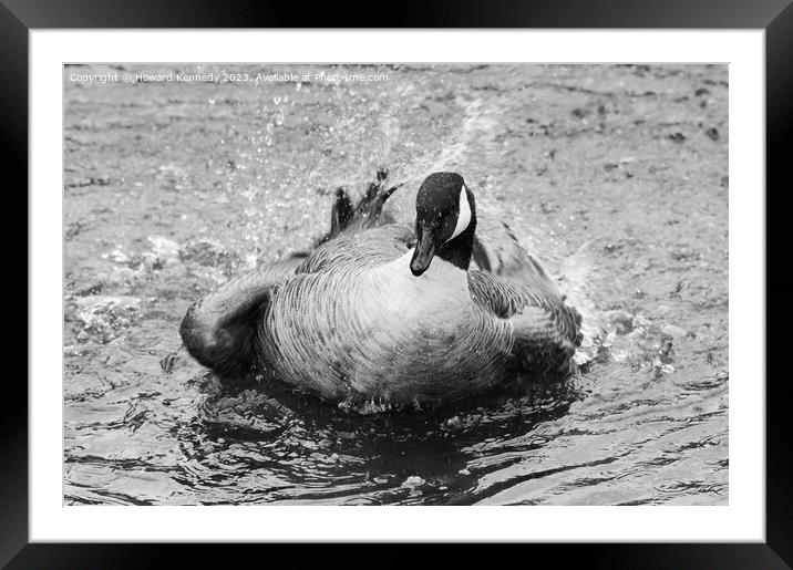 Canada Goose bathing in Black and White Framed Mounted Print by Howard Kennedy