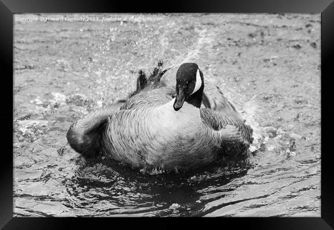 Canada Goose bathing in Black and White Framed Print by Howard Kennedy