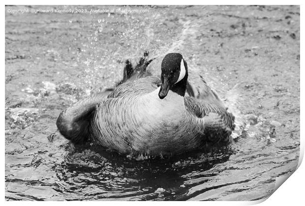 Canada Goose bathing in Black and White Print by Howard Kennedy