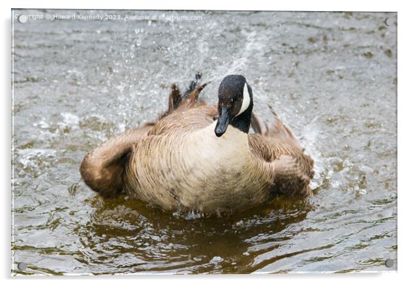 Canada Goose bathing Acrylic by Howard Kennedy