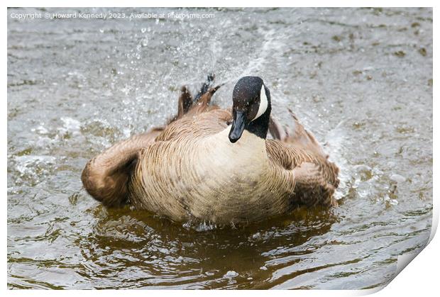 Canada Goose bathing Print by Howard Kennedy