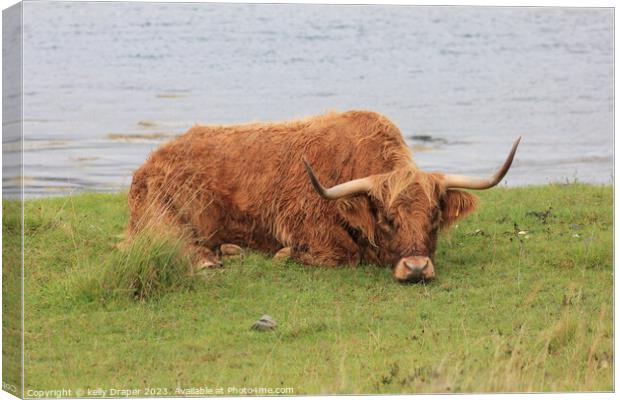 Lazy Old Coo Canvas Print by kelly Draper