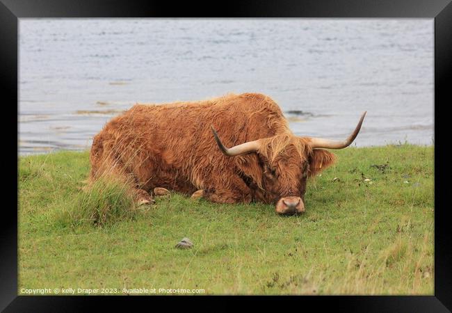 Lazy Old Coo Framed Print by kelly Draper