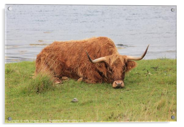 Lazy Old Coo Acrylic by kelly Draper