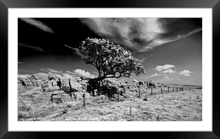 Hawthorn tree Framed Mounted Print by Peter Hatton