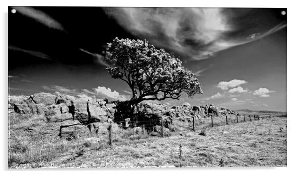 Hawthorn tree Acrylic by Peter Hatton