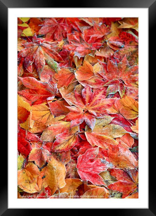  Frosted autumnal; leaves Framed Mounted Print by Simon Johnson