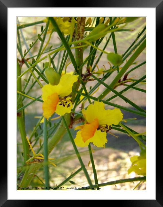 Yellow desert flowers Framed Mounted Print by Stephanie Moore