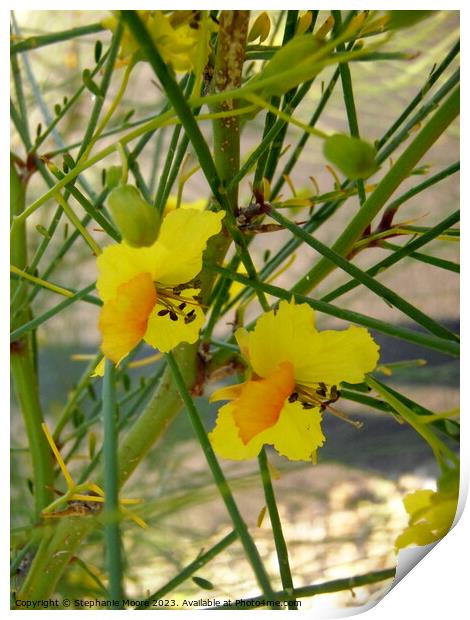 Yellow desert flowers Print by Stephanie Moore