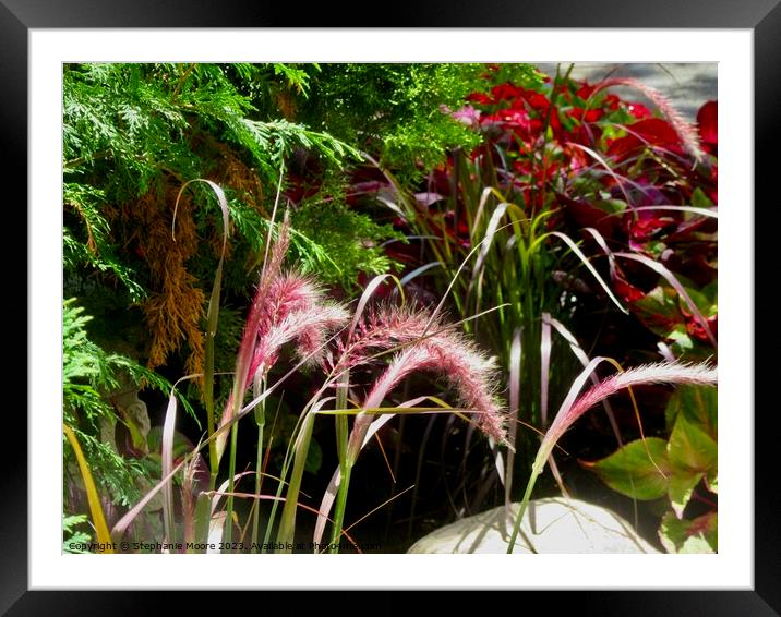 Grasses Framed Mounted Print by Stephanie Moore