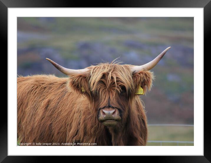 Highland Cow Framed Mounted Print by kelly Draper