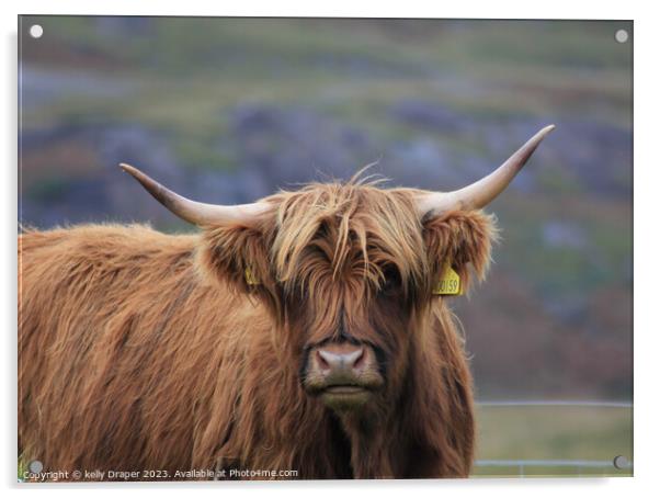Highland Cow Acrylic by kelly Draper