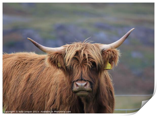 Highland Cow Print by kelly Draper