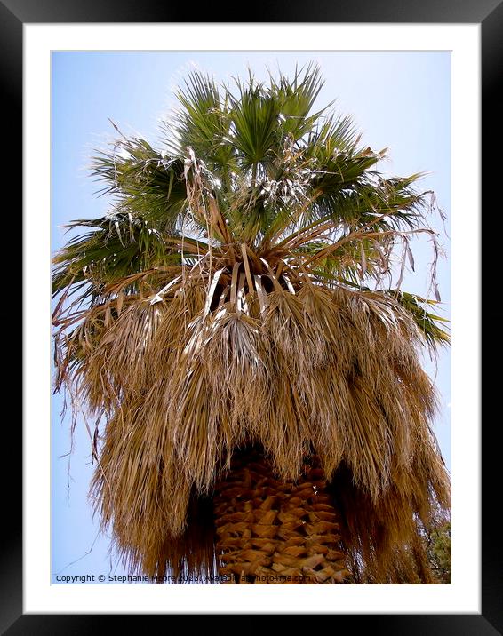 Palm tree Framed Mounted Print by Stephanie Moore