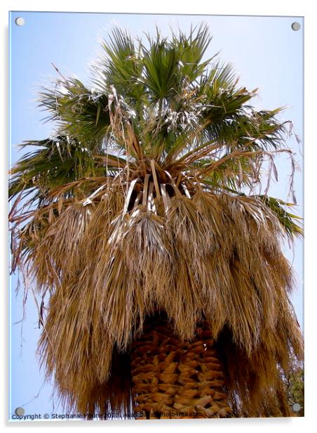 Palm tree Acrylic by Stephanie Moore