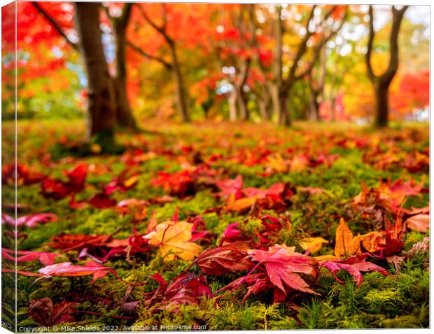Fallen Leaves Canvas Print by Mike Shields