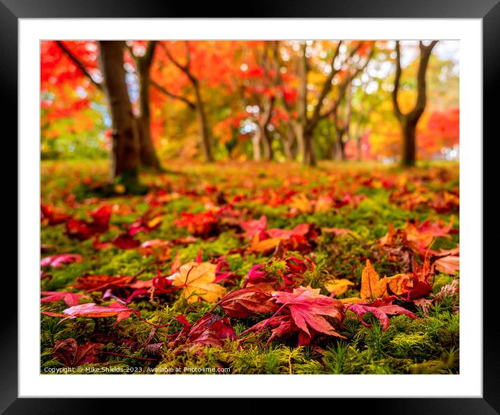 Fallen Leaves Framed Mounted Print by Mike Shields
