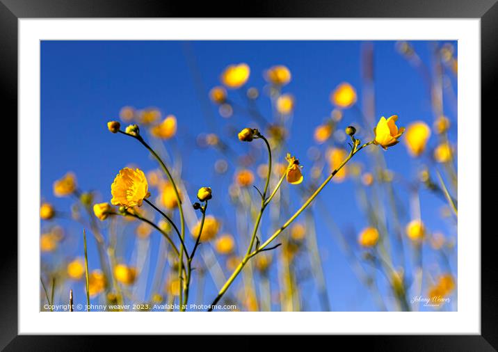 Blues and Buttercups  Framed Mounted Print by johnny weaver