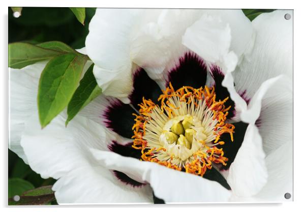 Blooming white tree peony. Big white peony in the spring season Acrylic by Virginija Vaidakaviciene