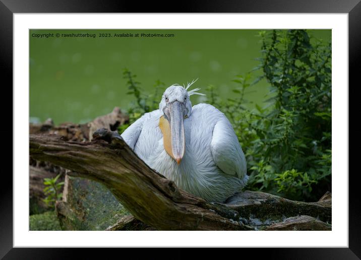 Pelican Serenity - A Captivating Gaze Framed Mounted Print by rawshutterbug 