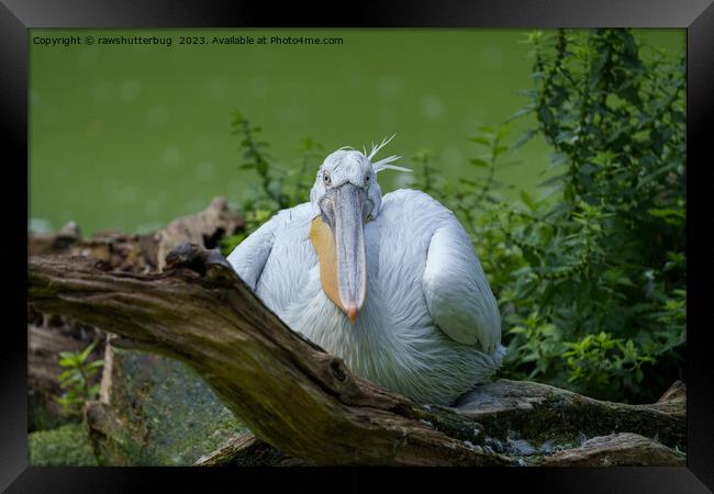 Pelican Serenity - A Captivating Gaze Framed Print by rawshutterbug 
