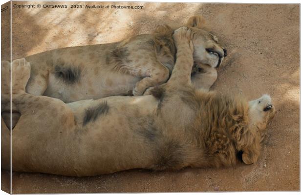 LION FRIENDS SLEEPING Canvas Print by CATSPAWS 