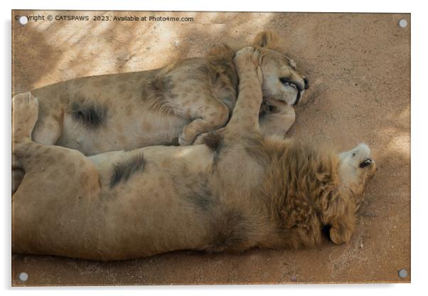 LION FRIENDS SLEEPING Acrylic by CATSPAWS 