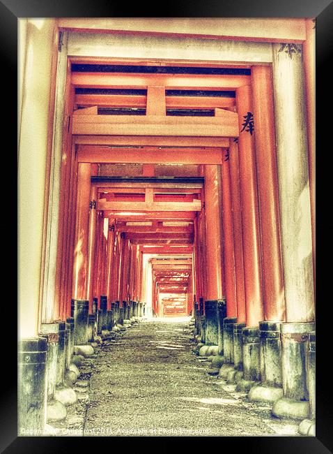 Torii Gate Tunnel Framed Print by Chris Frost