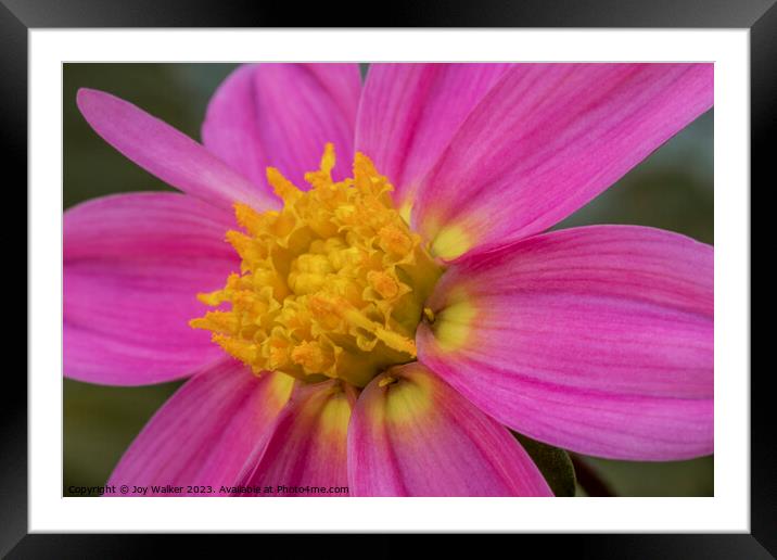 A close up of single pink dahlia  Framed Mounted Print by Joy Walker
