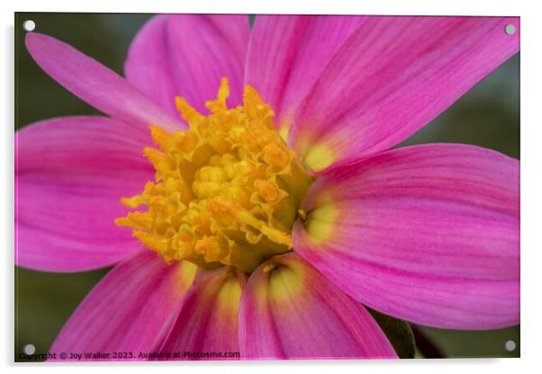 A close up of single pink dahlia  Acrylic by Joy Walker