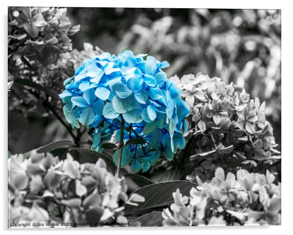 A blue Hydragea flower Acrylic by Joy Walker