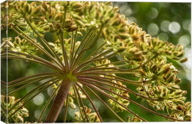 Cow parsley flower head with seeds Canvas Print by Joy Walker