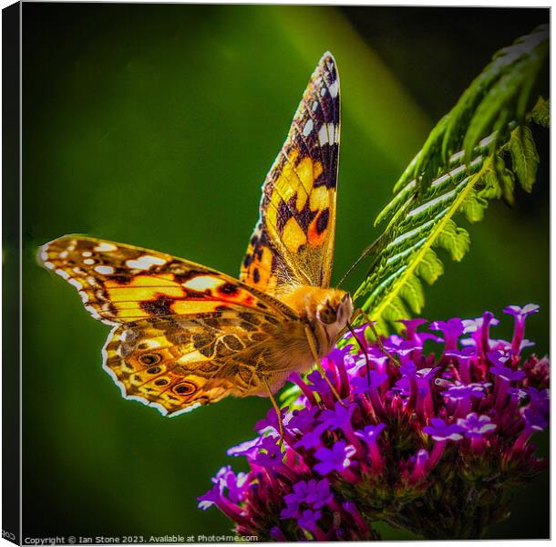 Painted Lady Butterfly  Canvas Print by Ian Stone